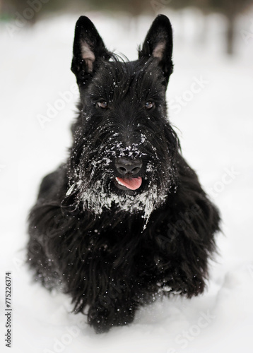 A black Scottish Terrier dog joyfully runs towards the camera on pure white snow in a pine forest in winter. A pink tongue is visible among the thick beard