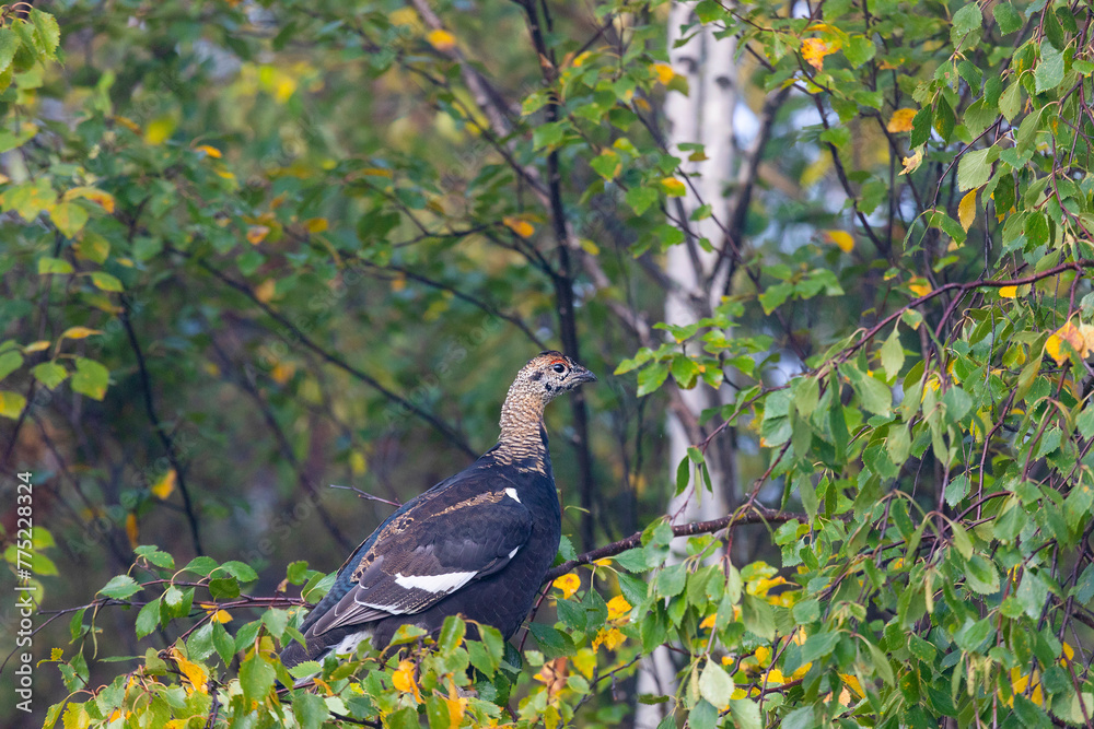 A young black grouse sits on a birch branch A young black grouse sits on a birch branch