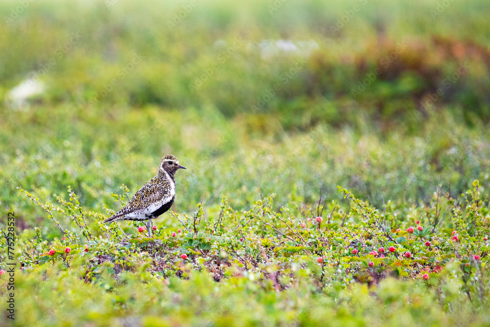 European golden plover stands among the swamp European golden plover stands among the swamp
