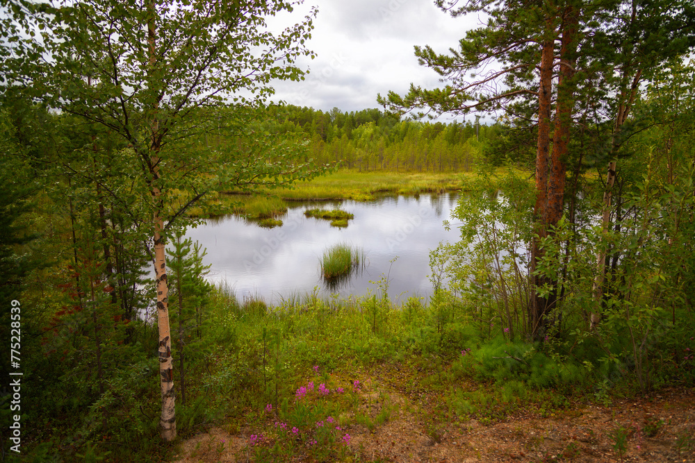 Beautiful summer forest landscape with river Beautiful summer forest landscape with river