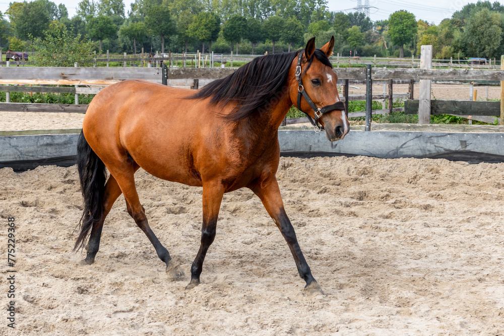 horse on the farm training train round pen horse on the farm training train round pen