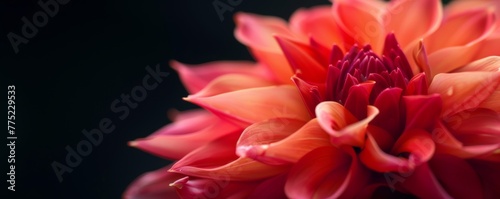 Close-up of an orange dahlia against a dark background