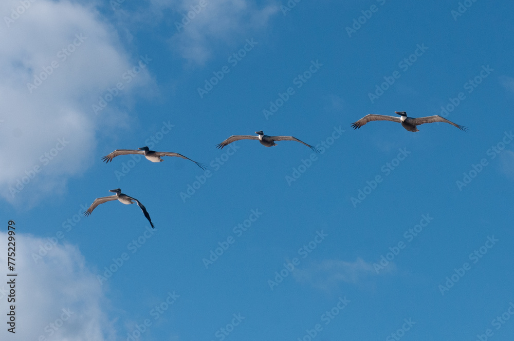 Pelicans are flying over the sea Pelicans are flying over the sea
