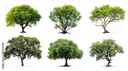 Tree set collection  isolated on white backgound Generative AI