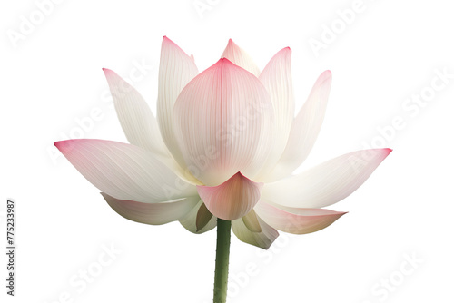 Blooming Lotus Flower with Subtle Pink Hues Isolated on White Transparent Background, PNG 