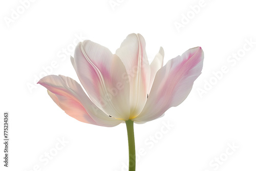 Delicate Pink-White Tulip Isolated on White Transparent Background, PNG 