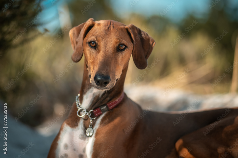 Portrait of Azawakh with a red collar looking at the camera Portrait of Azawakh with a red collar looking at the camera