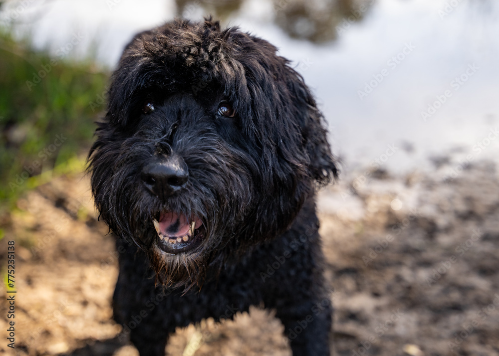 Black Russian terrier in an outdoor setting