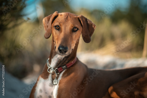 Portrait of Azawakh with a red collar looking at the camera