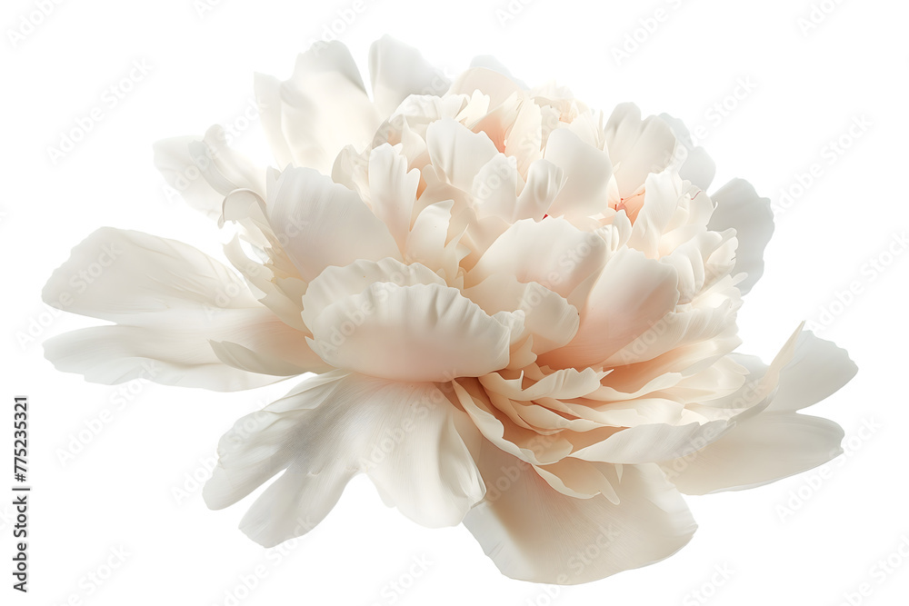 Soft Cream Peony Flower Isolated on White Transparent Background, PNG
