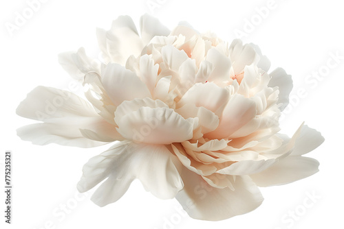 Soft Cream Peony Flower Isolated on White Transparent Background, PNG  © Lumi