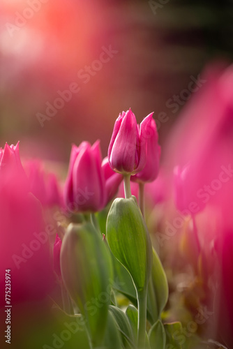 pink tulips, spring flowers	