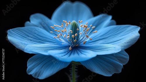 Blue flower with dark background