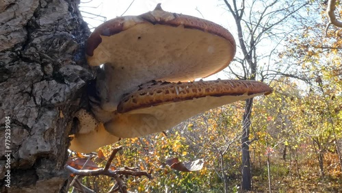 Close-up of a brown Dryad's Saddle mushroom growing on a tree. Edible Cerioporus squamosus mushroom, garden pest, fungus-parasite photo