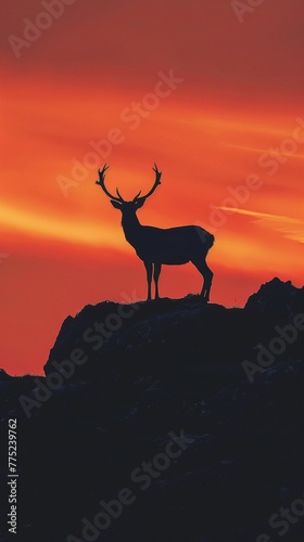 Silhouette of a deer at sunset on a mountain
