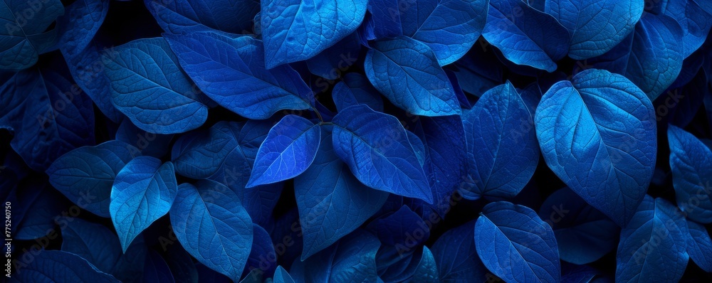 Blue leaves texture with a dark background Blue leaves texture with a dark background