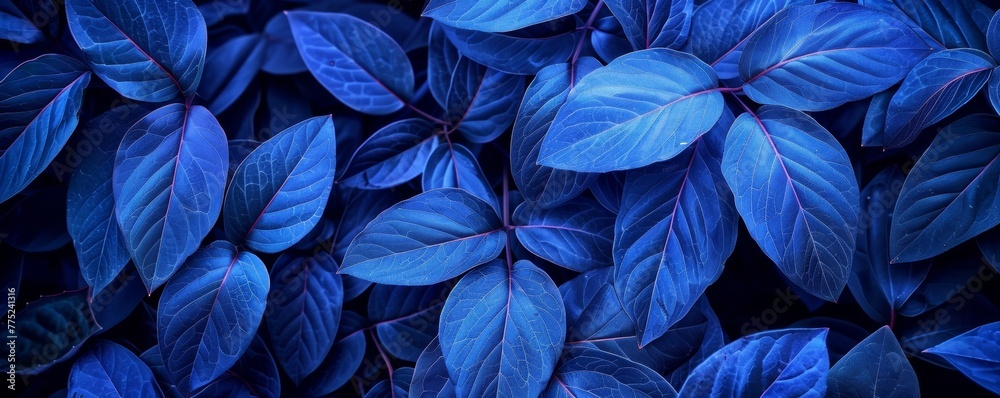 Close-up of blue leaves with a dark background