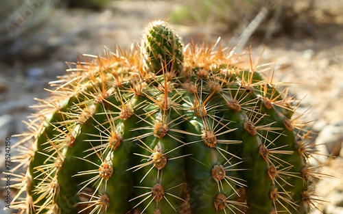 Close-up of cactus, cactus, plants, nature, 