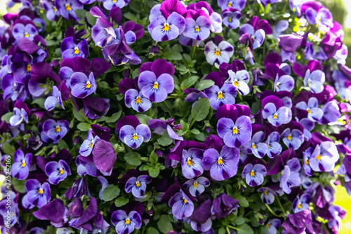 Background of beautiful blue violets flowers in park.
