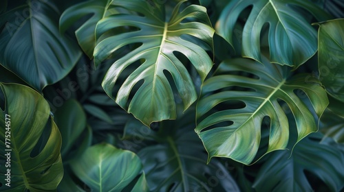 Group of Green Leaves on Blue Background