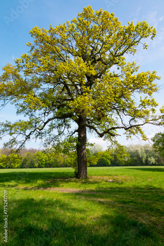 oak tree on a meadow