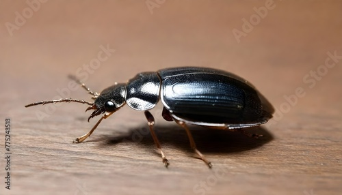 tiny house bug  (33) © Saadia