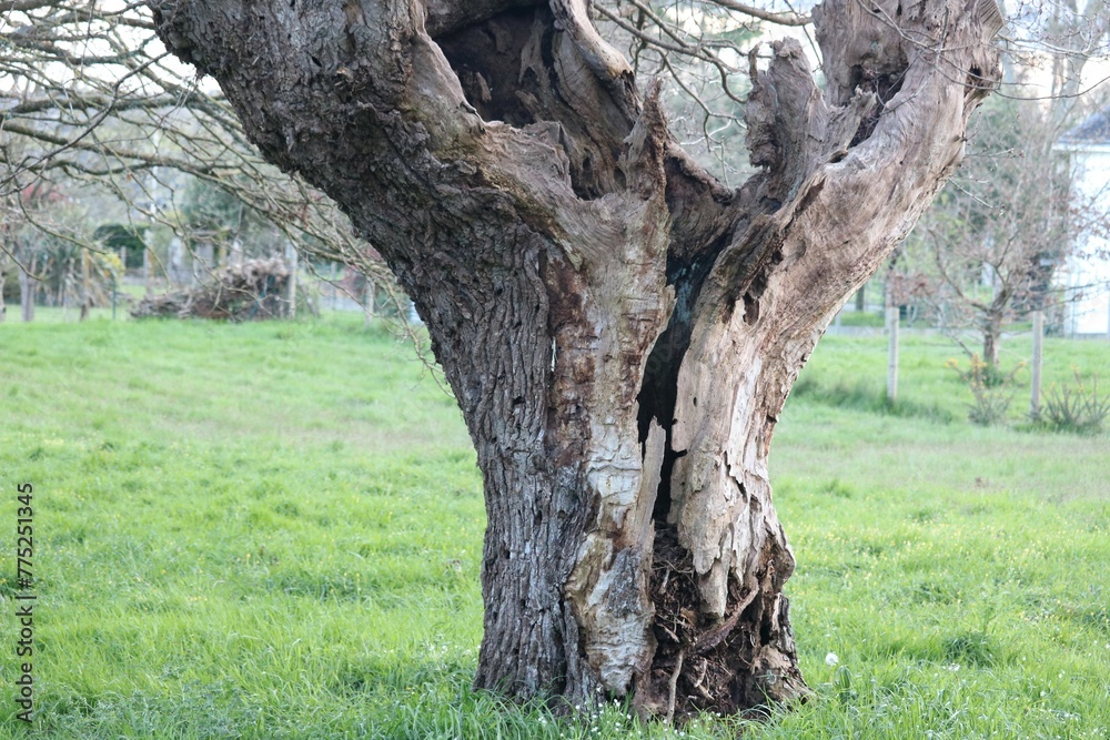 Tronc d'arbre