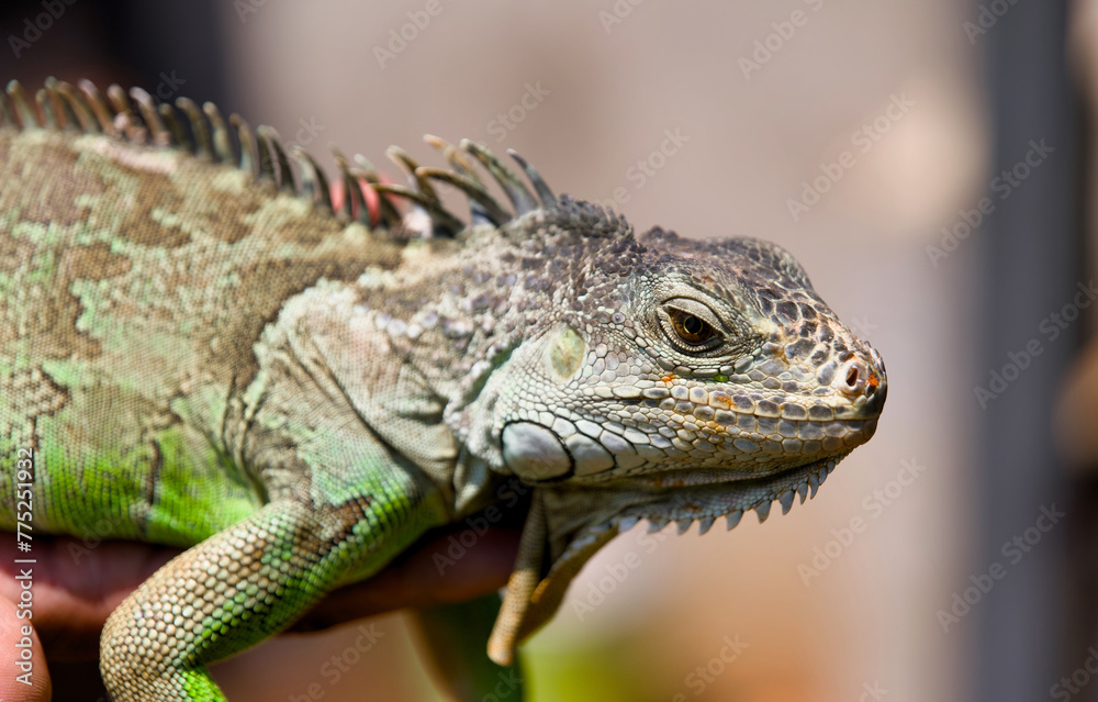 Close up of a green iguana
