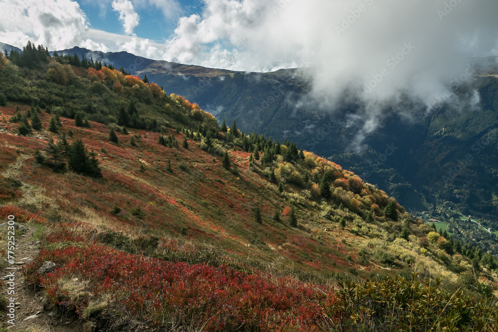 Couleurs d' automne avec les myrtilliers ,dans la chaîne de Belledonne ,  Isère ,Alpes France