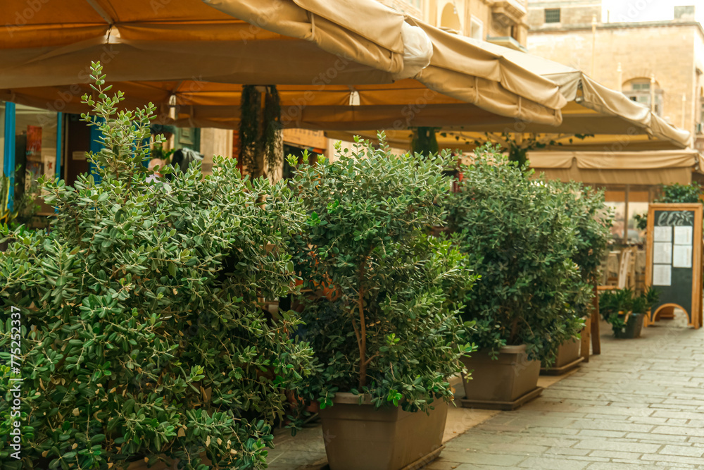 Beautiful trees near modern restaurant Beautiful trees near modern restaurant
