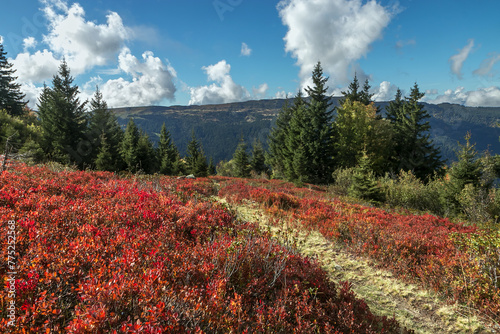 Couleurs d' automne avec les myrtilliers , vue sur le Grand Rocher , dans la chaîne de Belledonne ,  Isère ,Alpes France