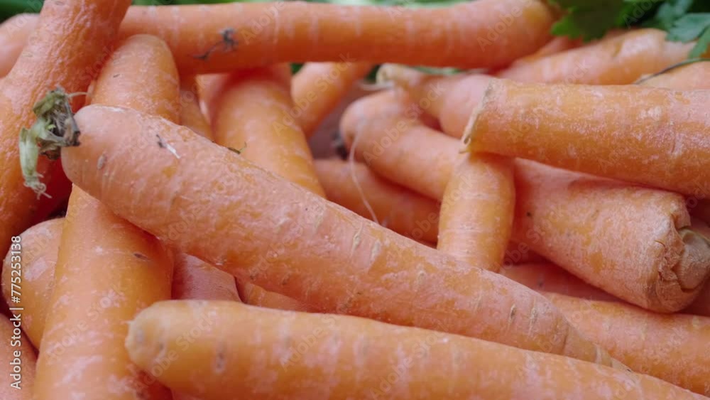Carrots' Crunch: Spring's Vibrant Bounty at the Market Carrots' Crunch: Spring's Vibrant Bounty at the Market