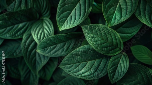 Close up photo of lush green exotic tropical leaves