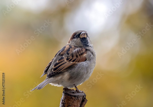 House sparrow