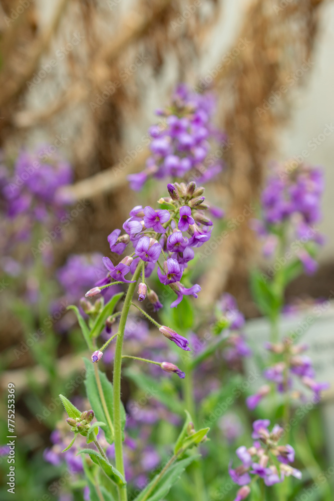 Fototapeta premium Hesperis Bicuspidata flowers in Saint Gallen in Switzerland