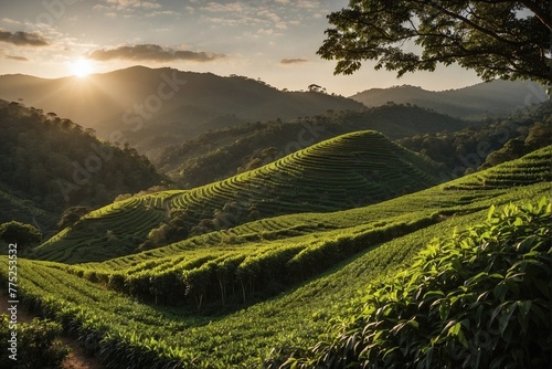 Sun Over Green Hills and Coffee Plantations