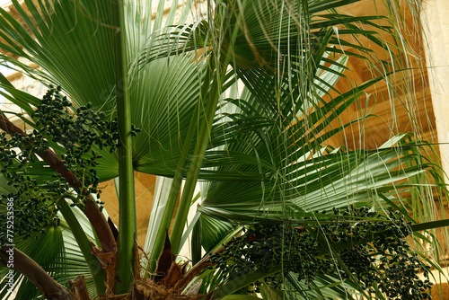 Beautiful palm tree outdoors  closeup