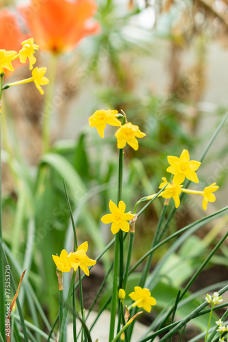 Fototapeta Naklejka Na Ścianę i Meble -  Narcissus X Intermedius flowers in Saint Gallen in Switzerland