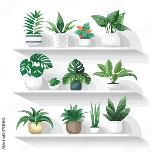 Collection of various tropical houseplants displayed in white ceramic pots