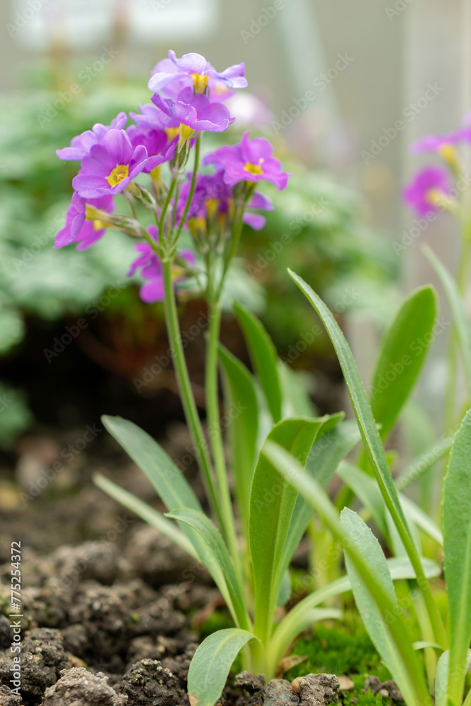 Primula Ellisiae flowers in Saint Gallen in Switzerland