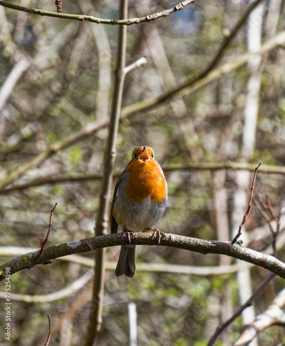 Robin, Erithacus rubecula, singing in the UK spring with copy space.