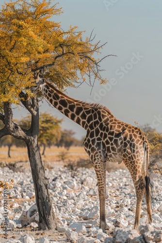A giraffe standing next to a tree in a rocky field. Suitable for nature and wildlife concepts