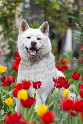 Frohe Hund unter Tulpen