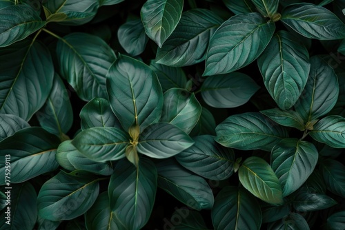 Top view of lush green tropical leaves texture backgrounds