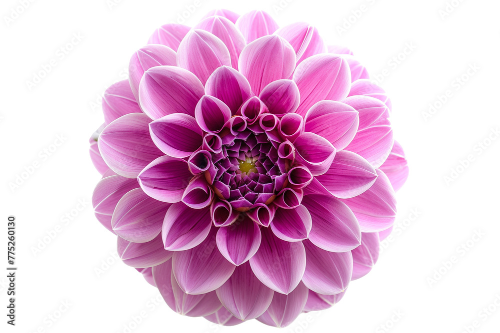 Lavender Dahlia Flower Isolated on White Transparent Background, PNG
