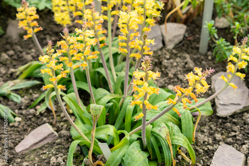 Orchid like cape cowslip or Lachenalia Orchioides flowers in Saint Gallen in Switzerland photo