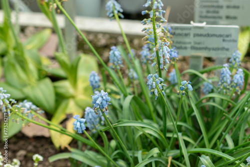 Chalus grape hyacinth or Muscari Pseudomuscari flowers in Saint Gallen in Switzerland photo