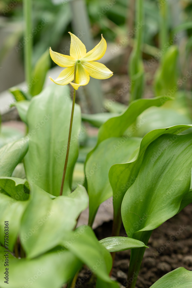 Obraz premium Tuolumne fawn lily or Erythronium Tuolumnense flower in Saint Gallen in Switzerland