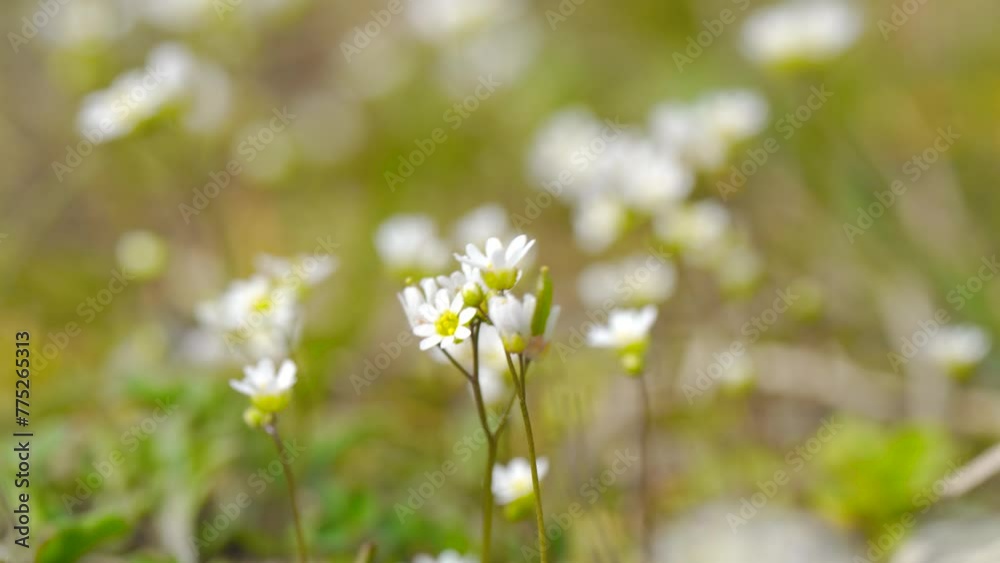 small white wild flowers in the wind, macro video small white wild flowers in the wind, macro video