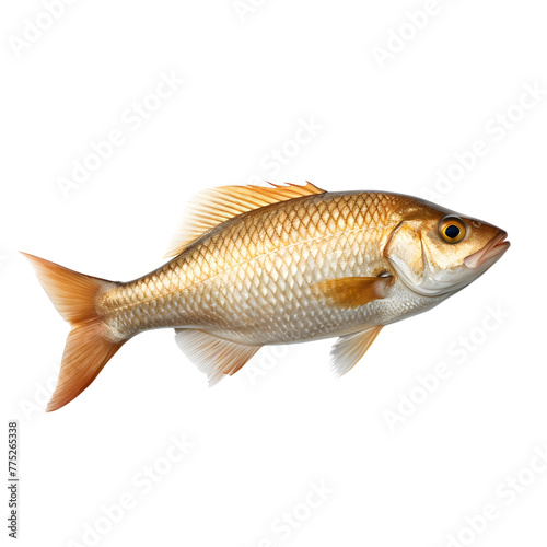 fish isolated photography transparent background